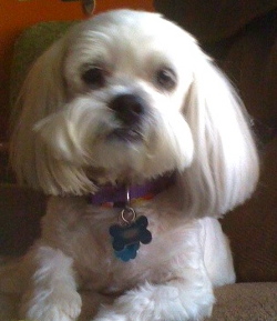 Click to enlarge Paddy Cake project