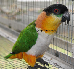 Click to enlarge Latch Hook Project