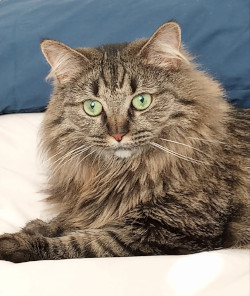 Click to enlarge Cat Source Image