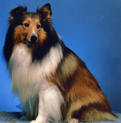 Click to enlarge Cody Allen (original)