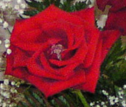 Click to enlarge One Red Rose