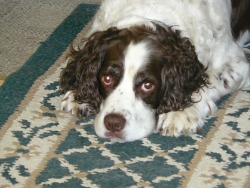 Click to enlarge Lily the dog project