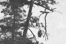 Click to enlarge Hanging Branch 1